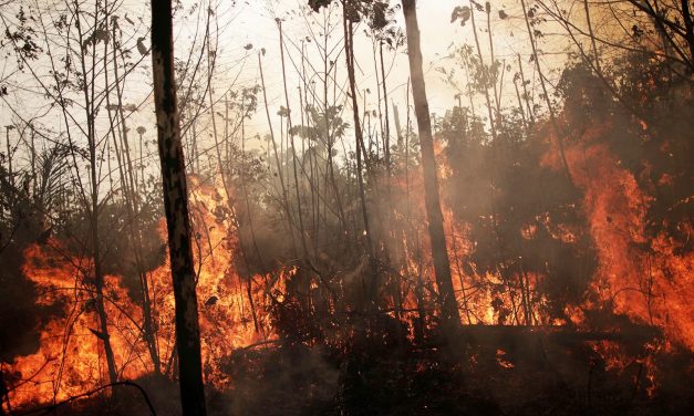 Azért ég az Amazonas, mert a világ sok húst fogyaszt